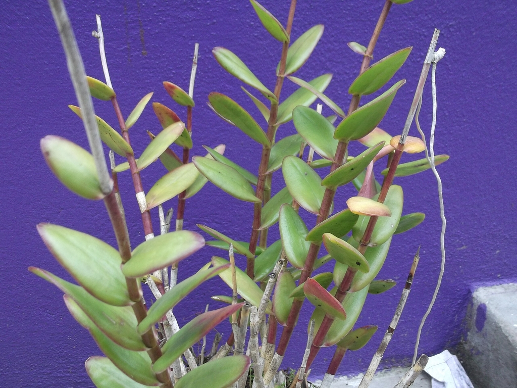 Green succulent leaves on reddish brown stems
