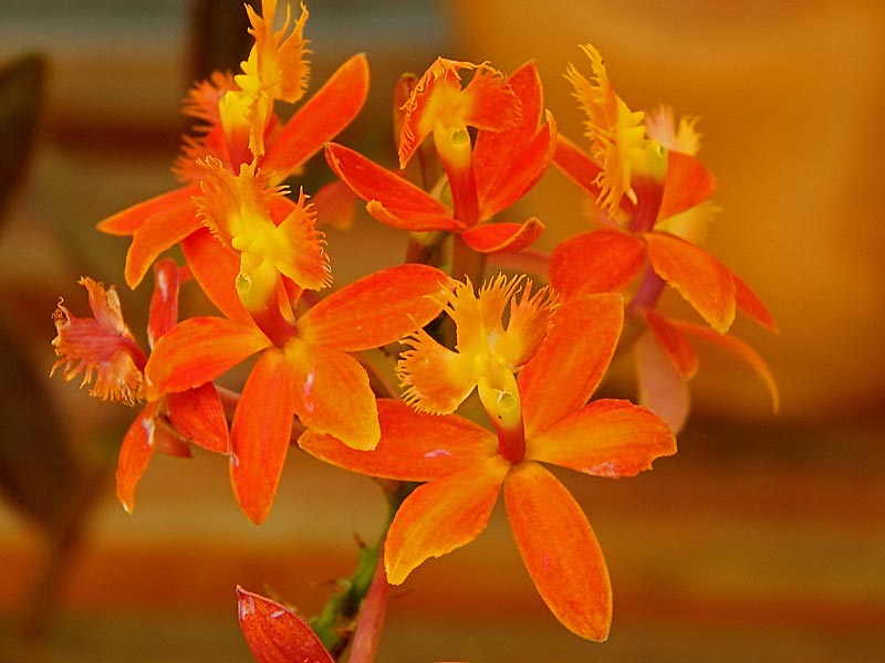 Clusters of orange flowers.