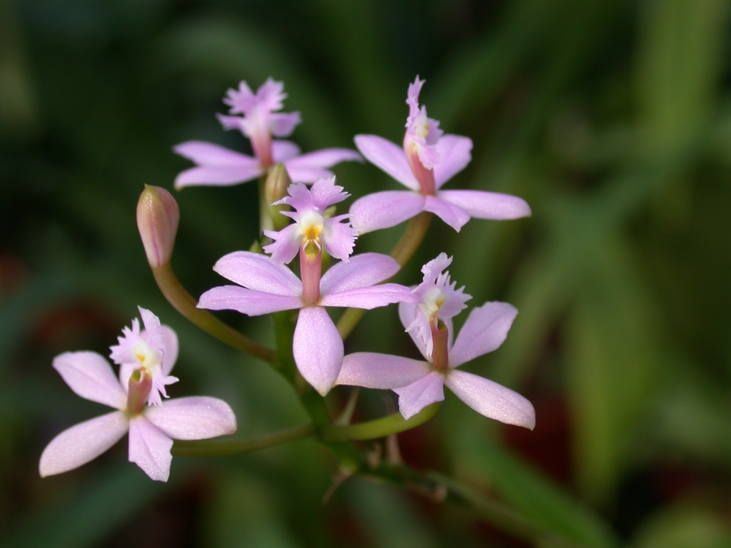 Pink flowers