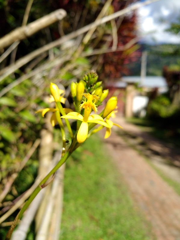 Clusters of yellow flowers.