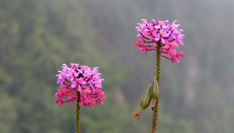 2 clusters of pink flowers; 2 green capsules dangle from stem.