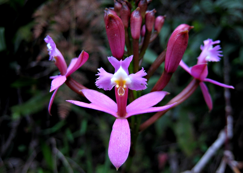 Purple flowers