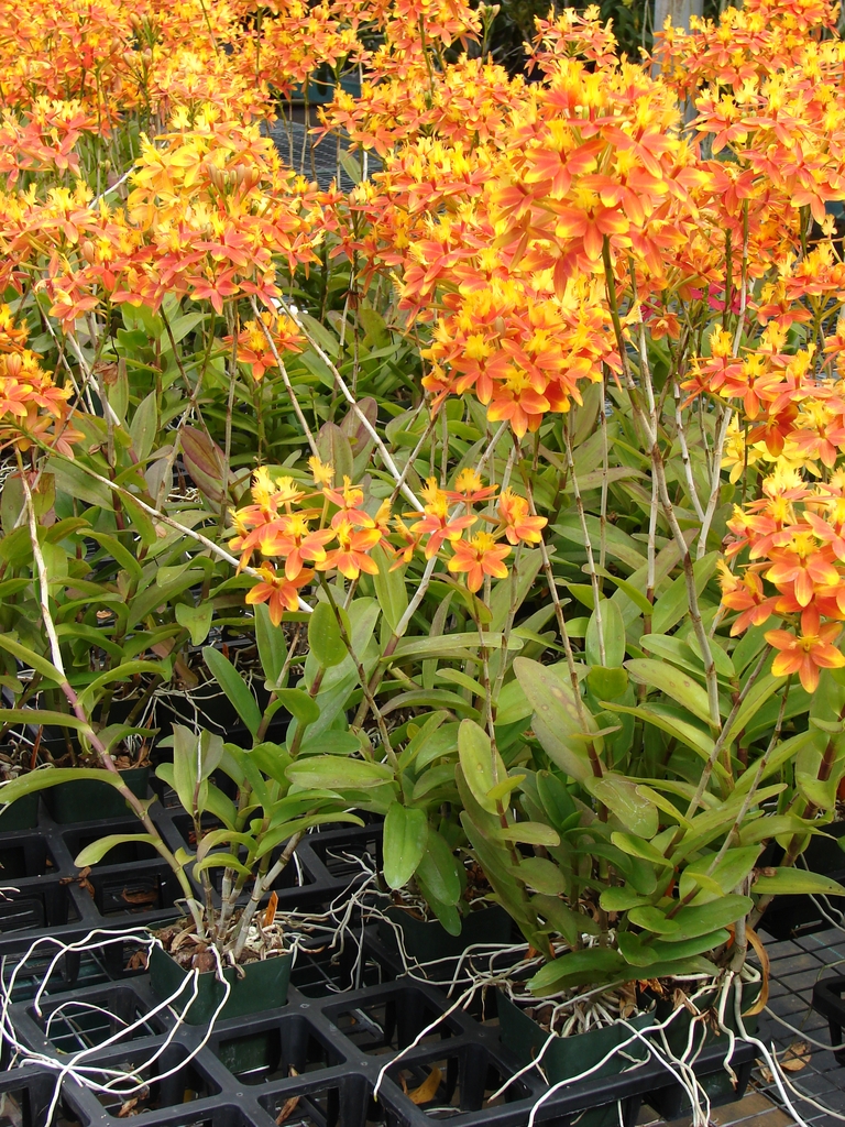 Form in bloom