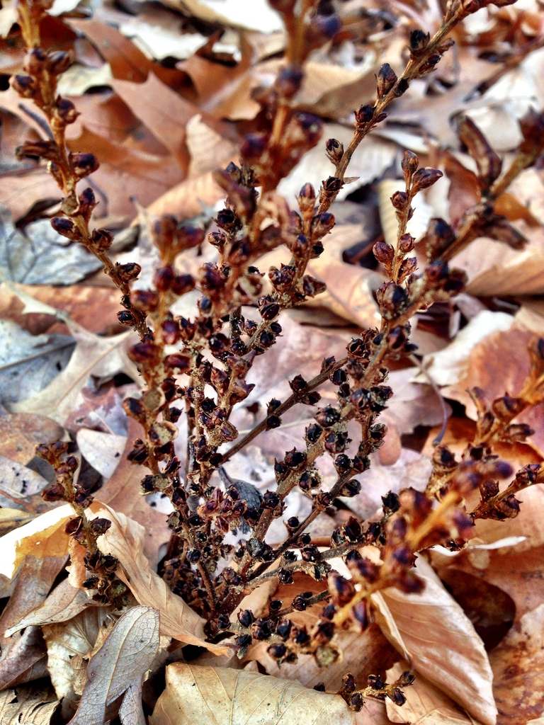 Epifagus virginiana