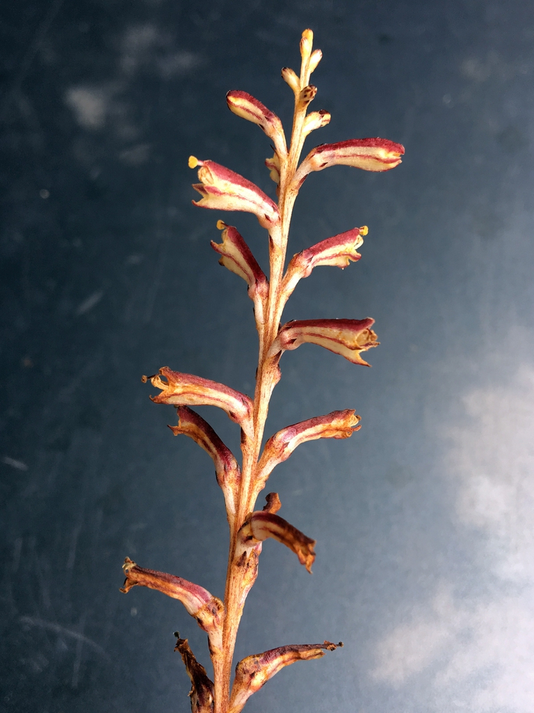 Epifagus virginiana