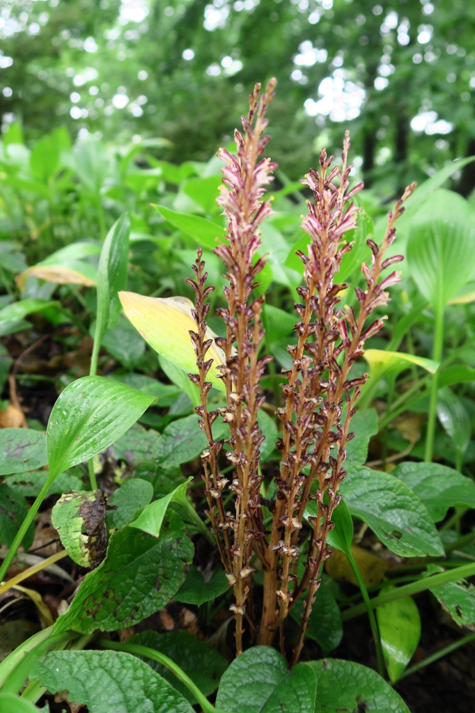 Epifagus virginiana
