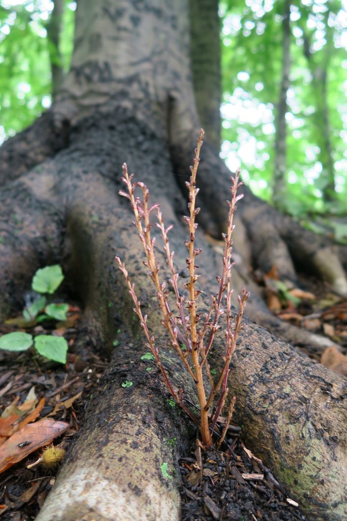 Epifagus virginiana