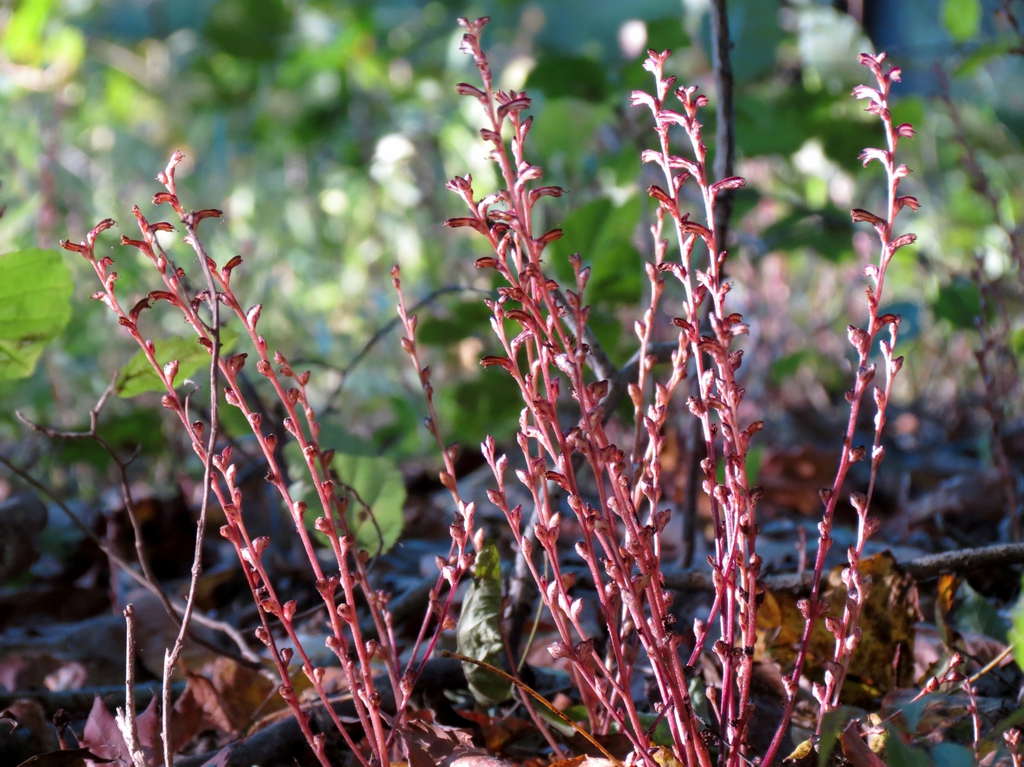 Epifagus virginiana