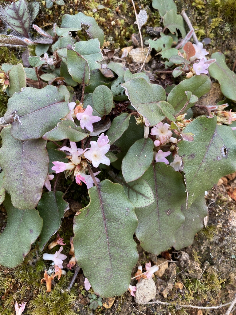 Epigaea repens
