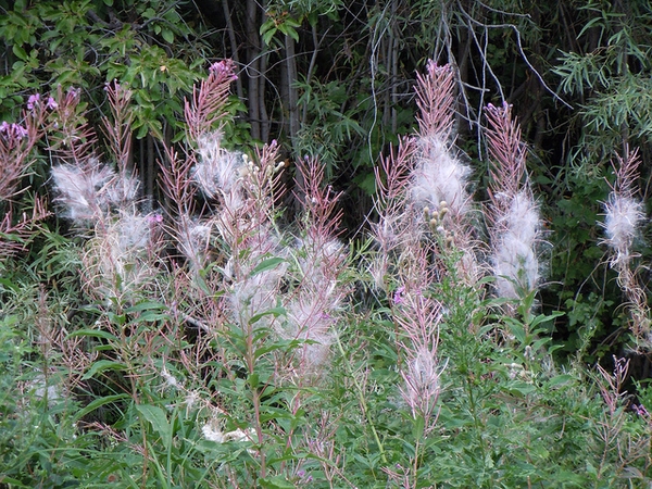 Epilobium angustifolium