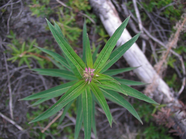 Epilobium angustifolium