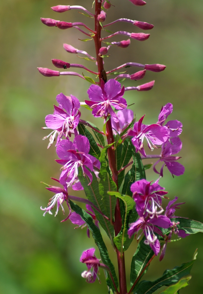 Epilobium angustifolium flowers