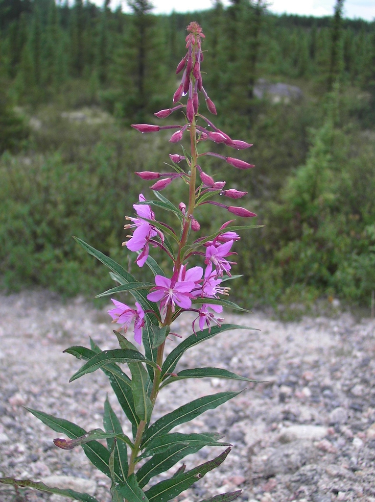 Epilobium angustifolium