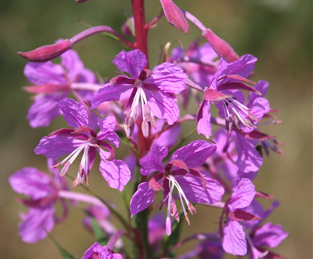 Epilobium angustifolium flowers