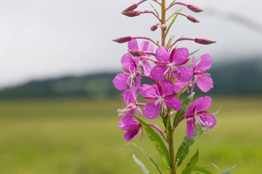 Epilobium angustifolium