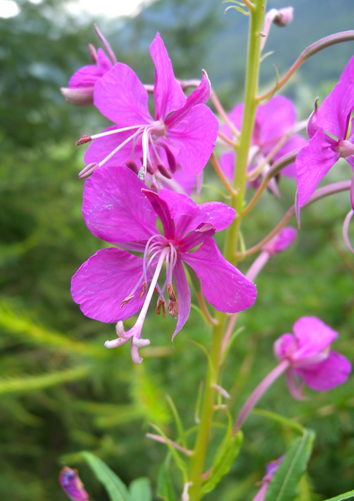Epilobium angustifolium female phase