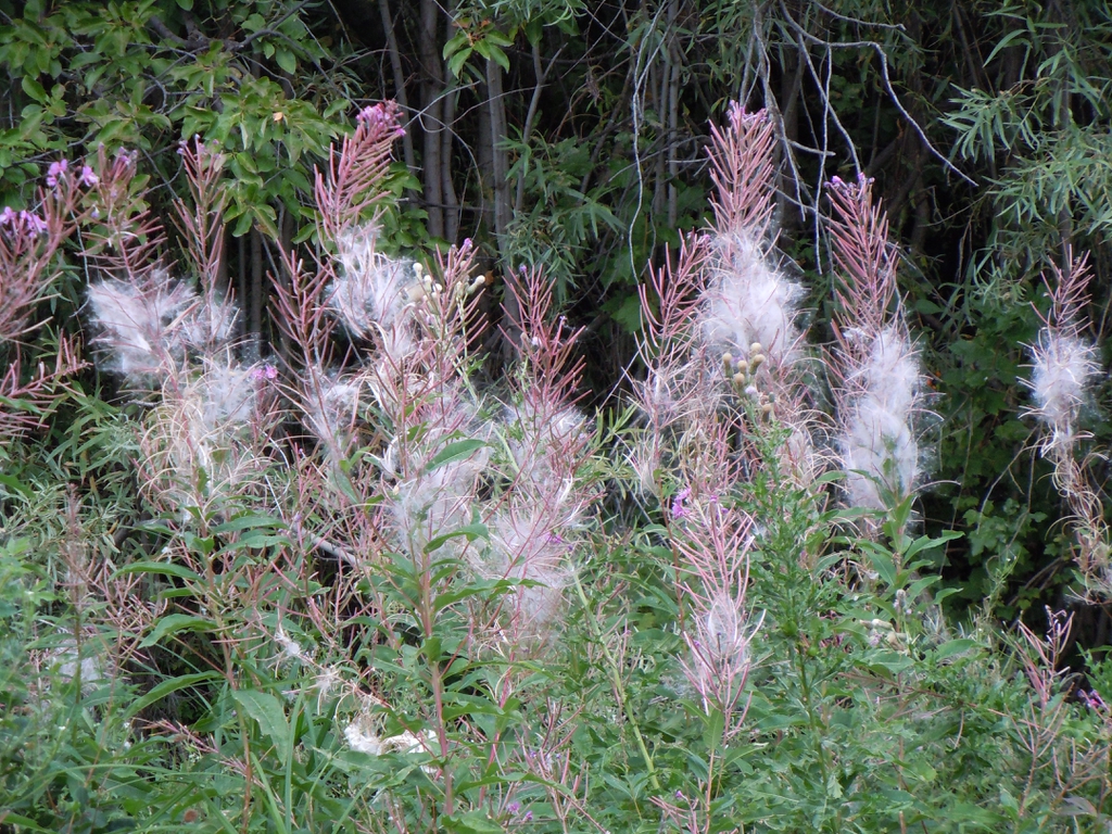 Epilobium angustifolium