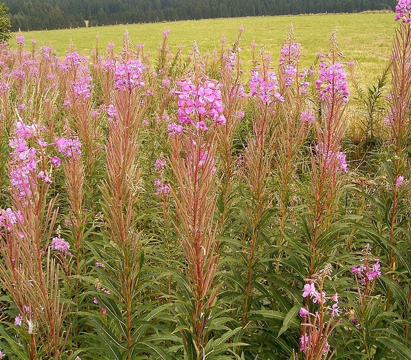 Epilobium angustifolium