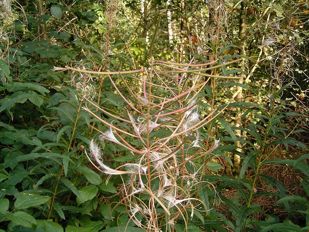 Epilobium angustifolium