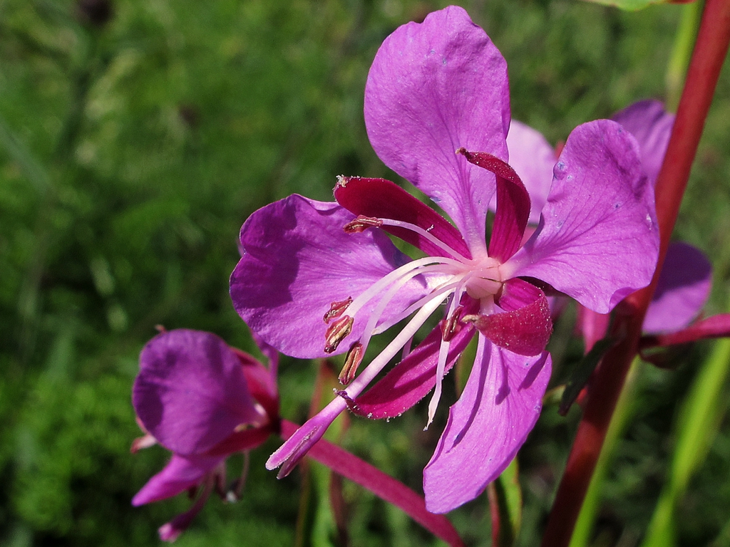Epilobium angustifolium