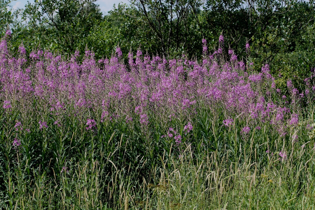 Epilobium angustifolium