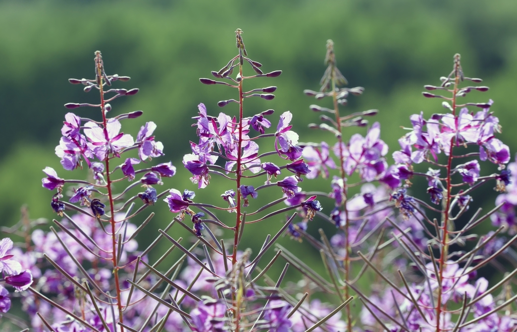 Epilobium angustifolium