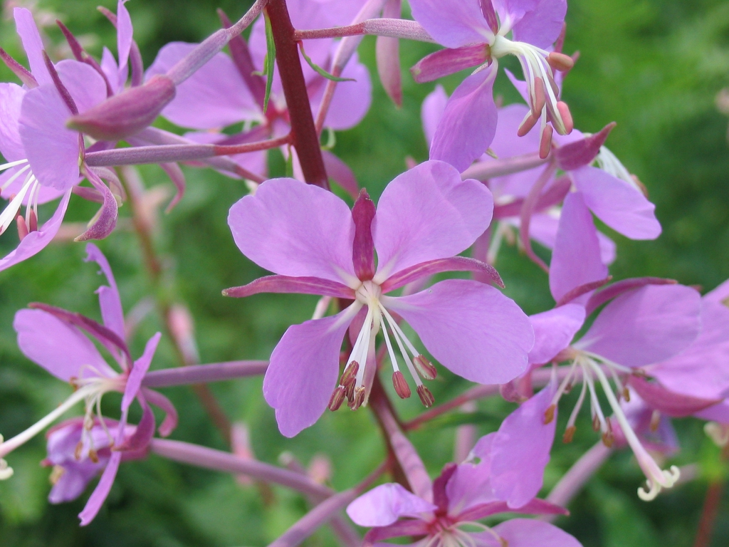 Epilobium angustifolium