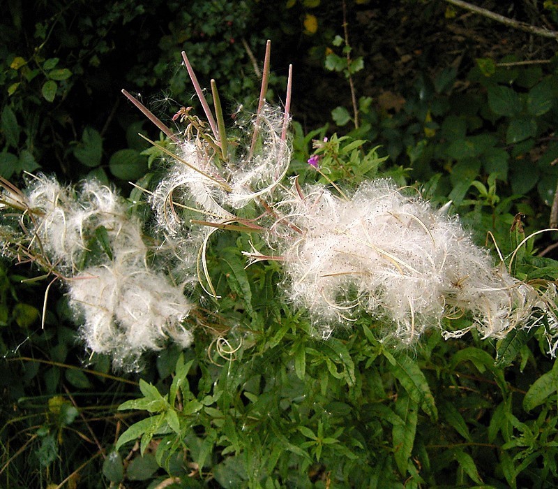 Epilobium angustifolium