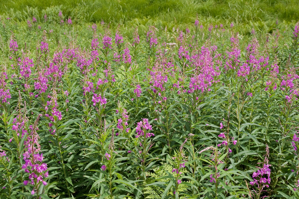 Epilobium angustifolium