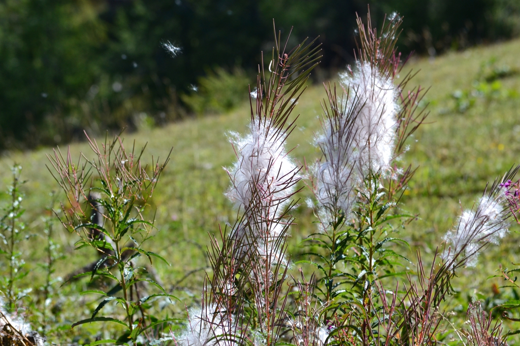 Epilobium angustifolium fruct