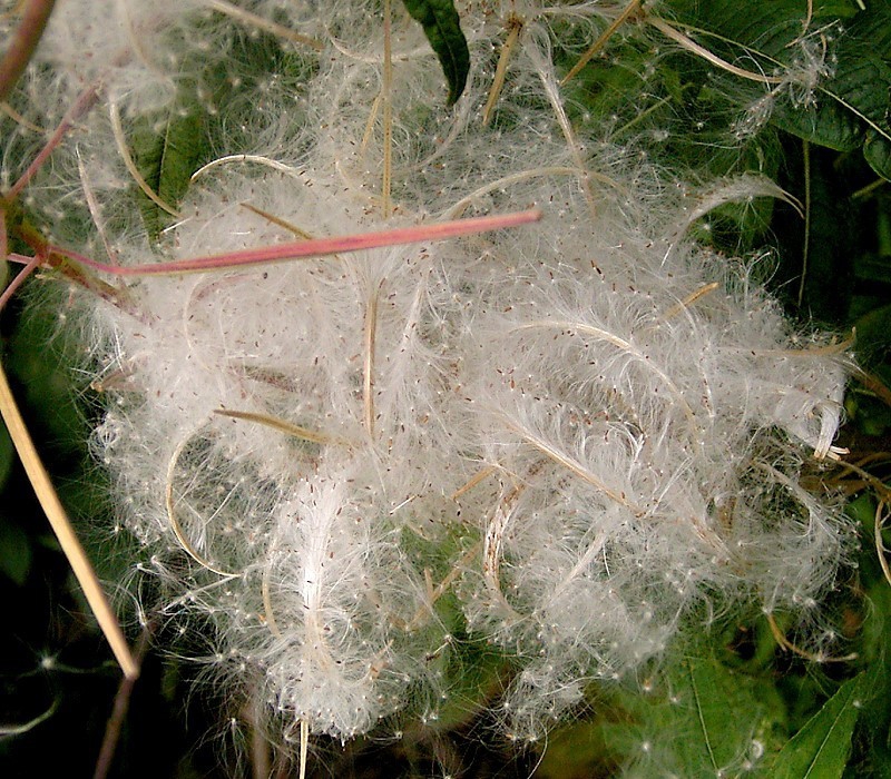 Billowy seeds