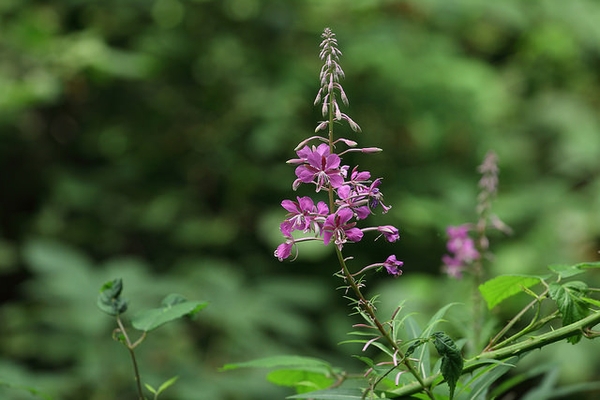 Epilobium angustifolium