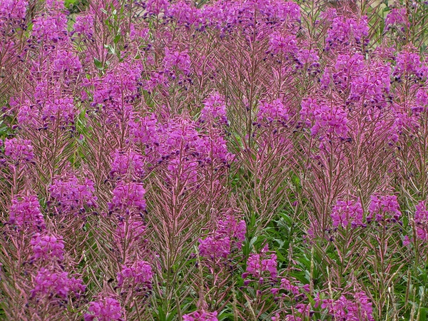 Showy hot pink flowers
