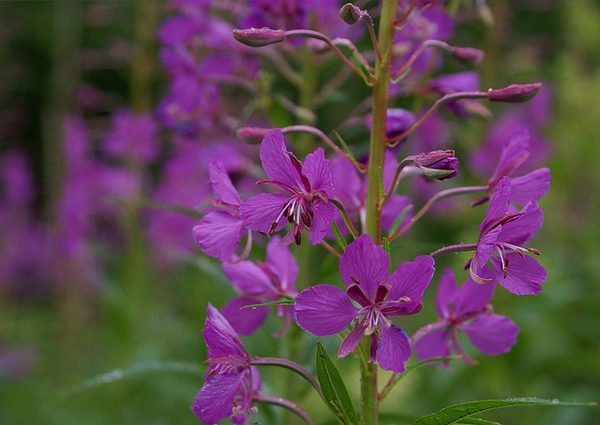 Epilobium angustifolium