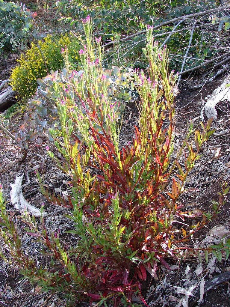 Epilobium ciliatum