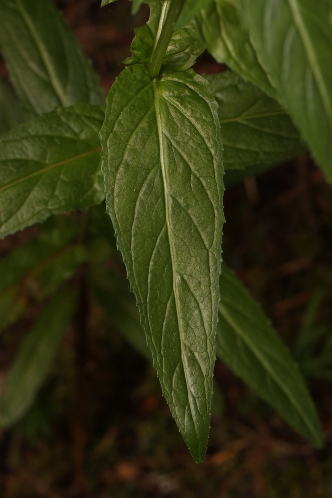 leaves