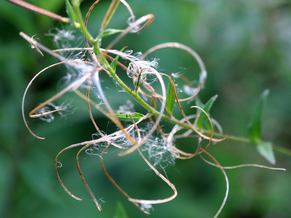 Epilobium ciliatum