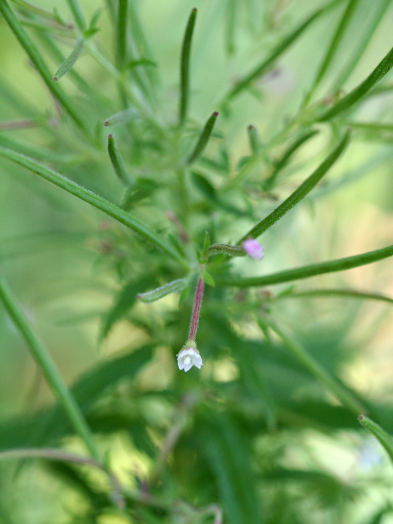 Epilobium ciliatum