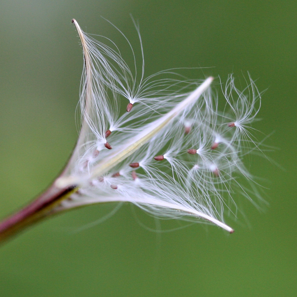 Epilobium ciliatum