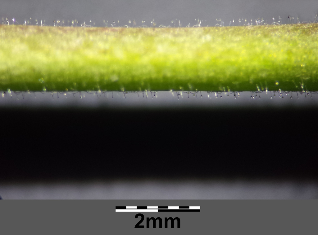 stem