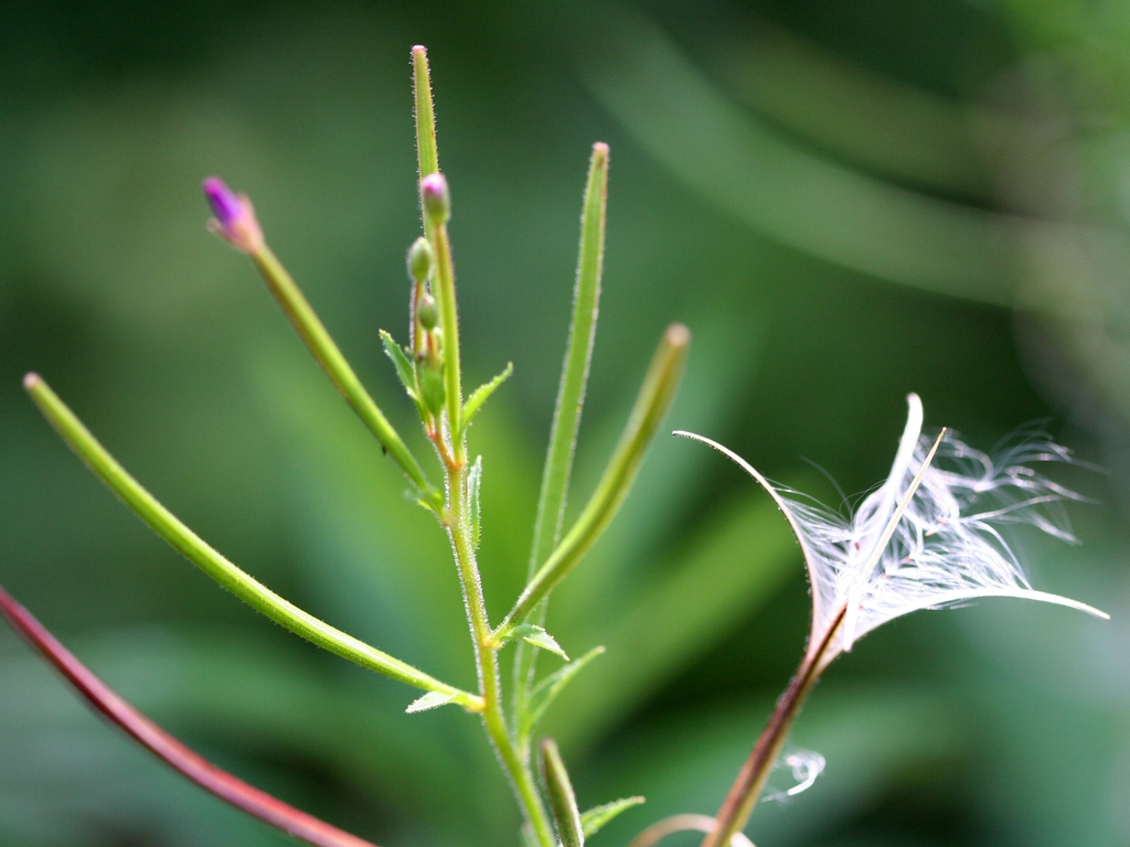 Epilobium ciliatum