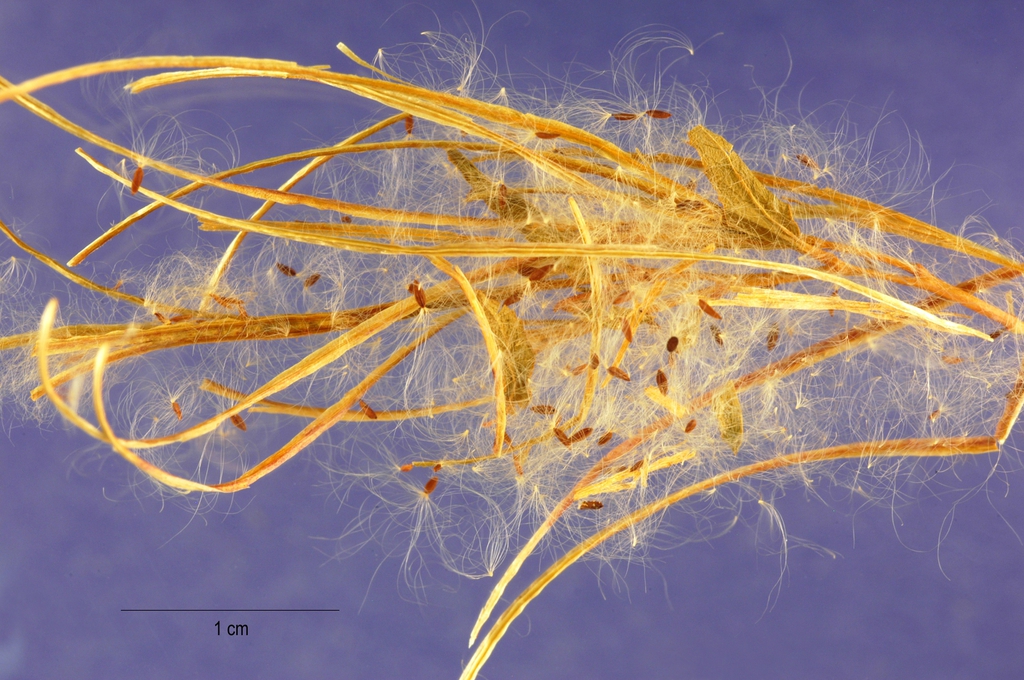 Epilobium ciliatum
