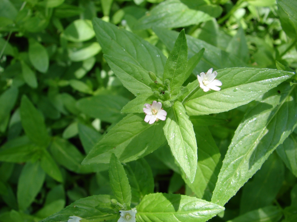 Epilobium ciliatum