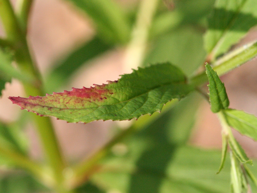 Epilobium ciliatum