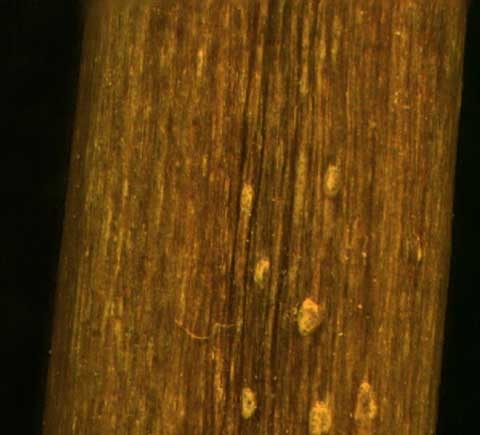 Epilobium ciliatum