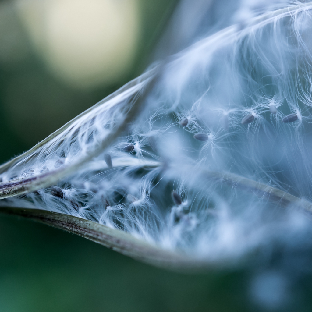 Close up of open (dehiscent) seed pod.