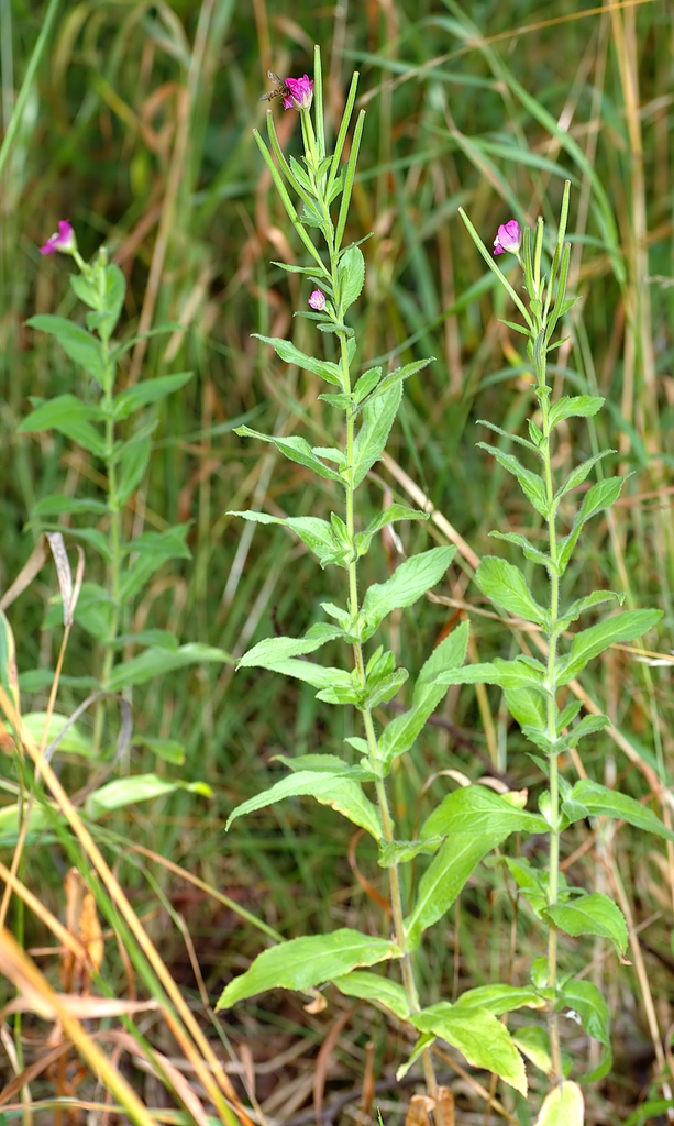 Great Willowherb