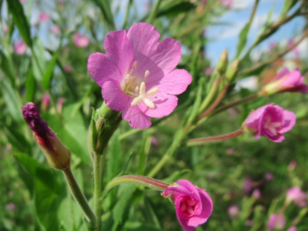 Pink petals have a notch at the top.