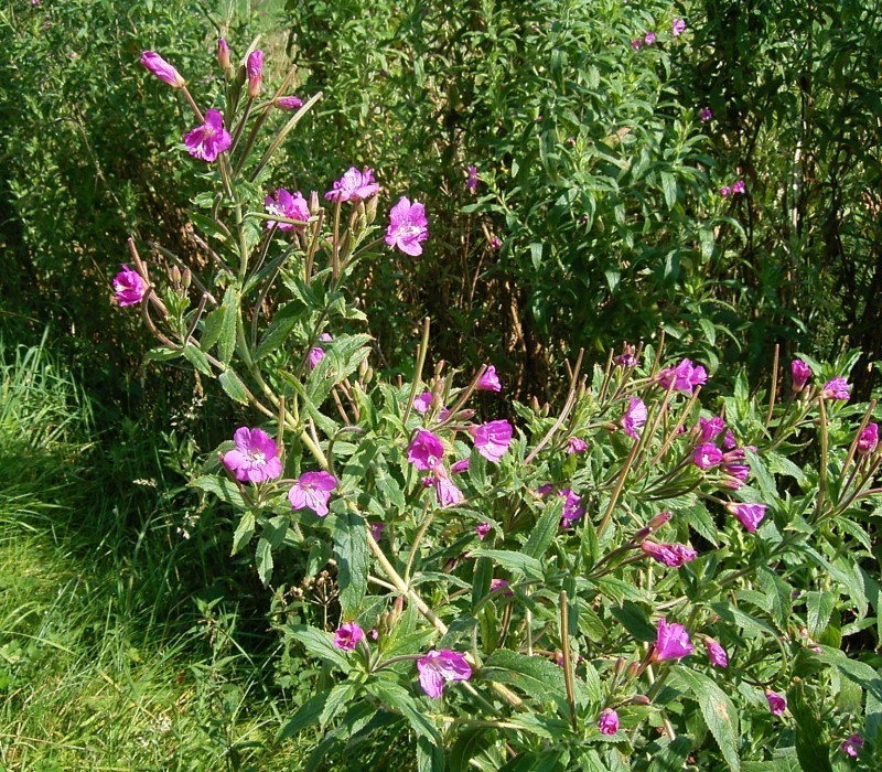Great Willowherb flower