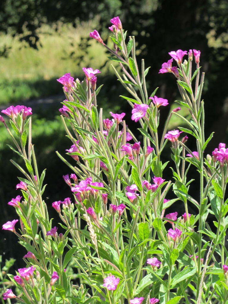 leaves and flowers